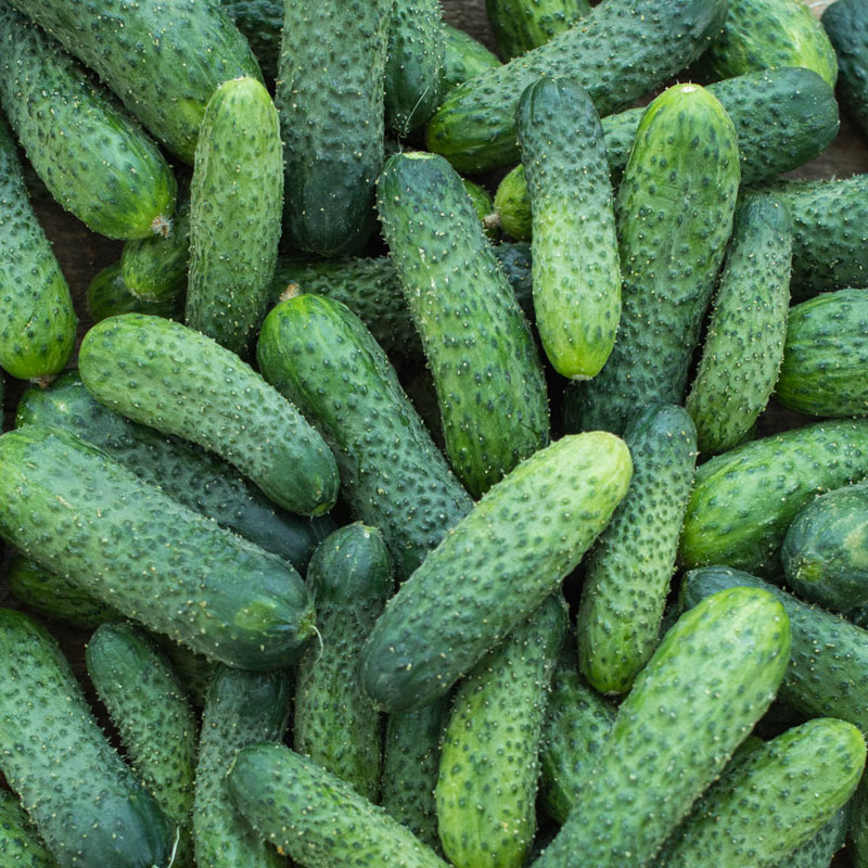 Fresh Prickly Cucumbers