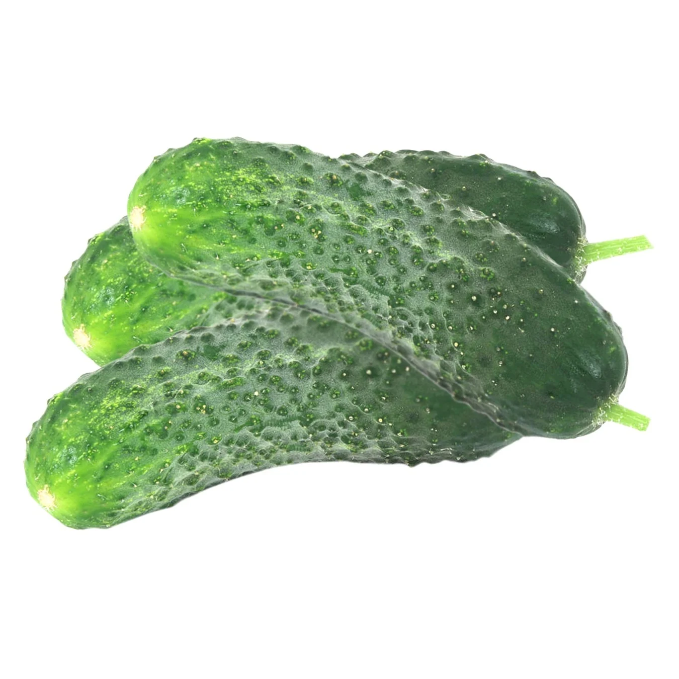 Fresh Prickly Cucumbers
