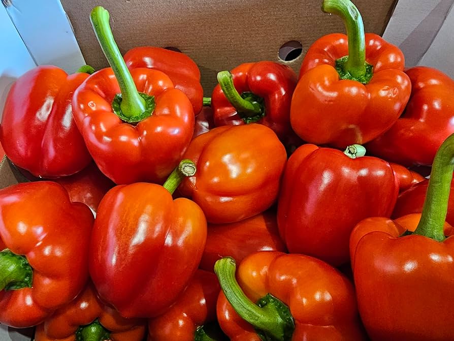 Fresh Red Bell Pepper