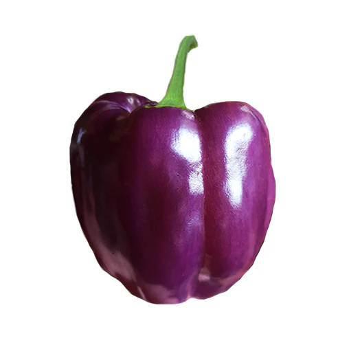Purple Bell Pepper