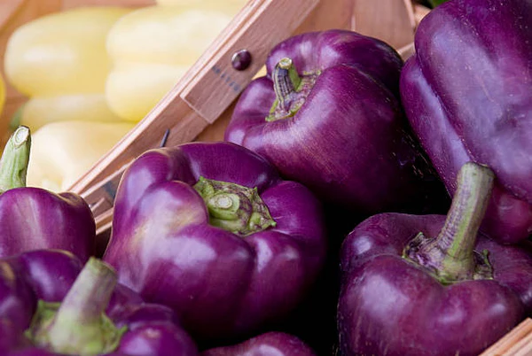 Purple Bell Pepper