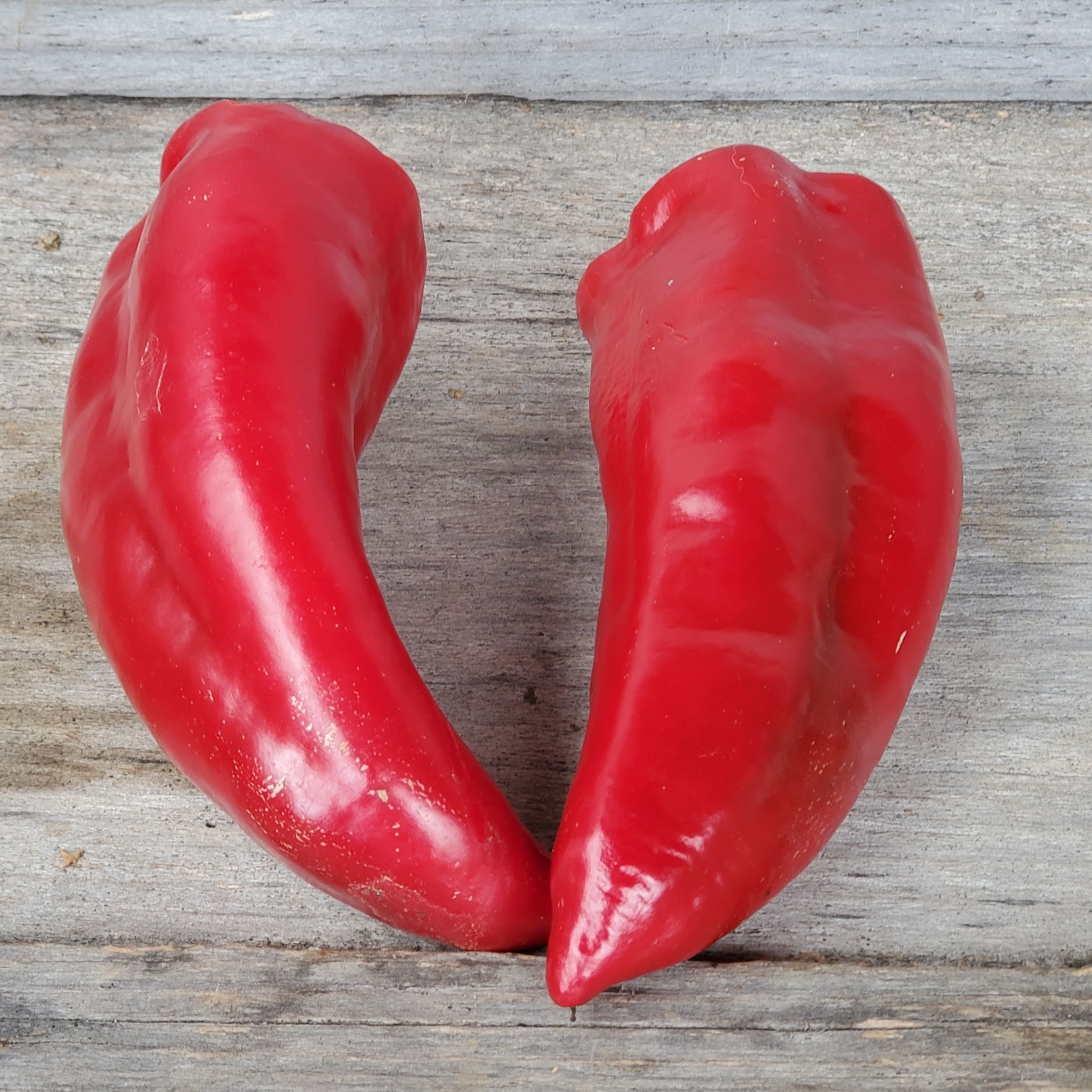 Red long Marconi Pepper