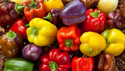 Fresh Assorted Bell Peppers