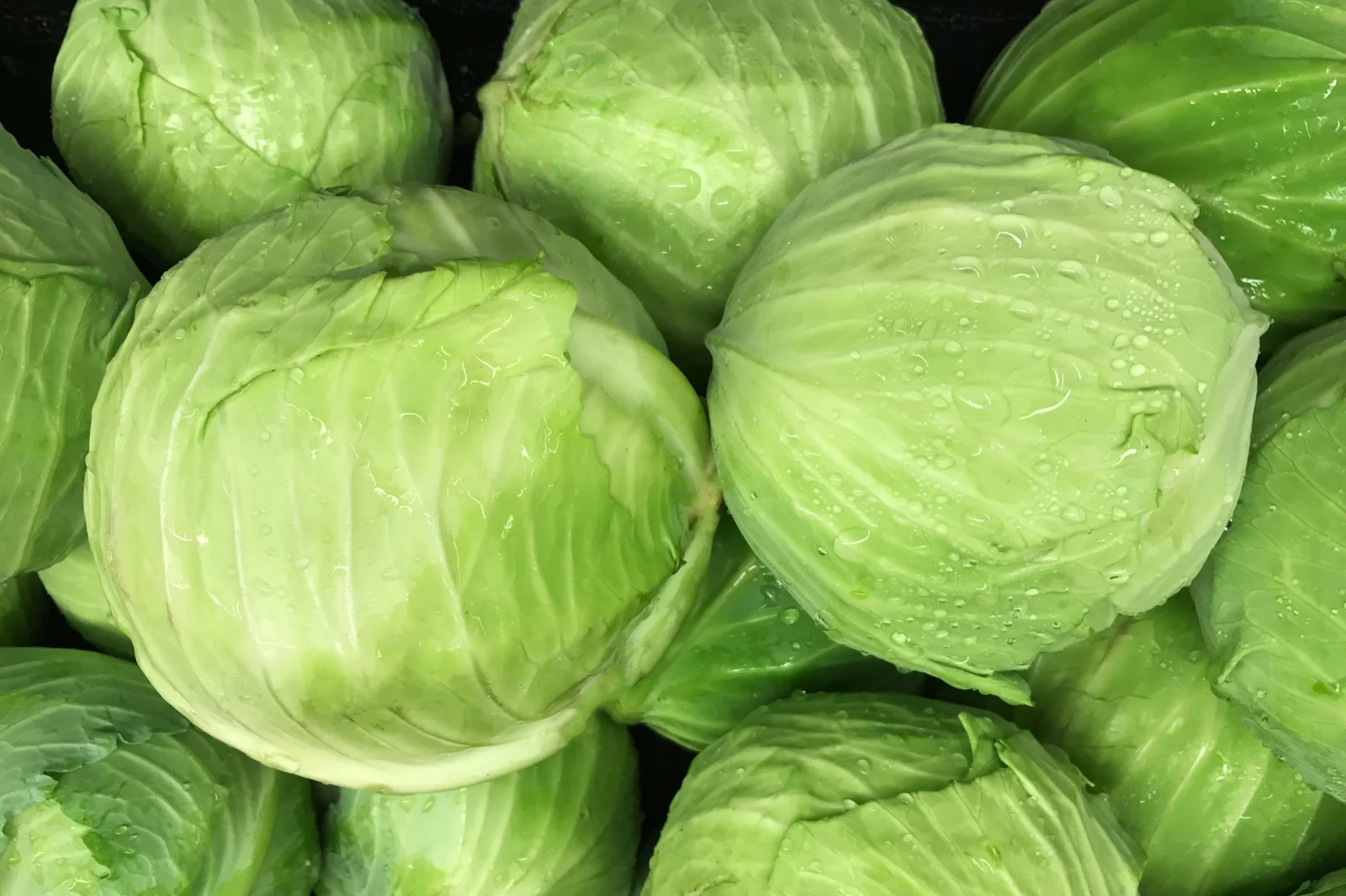 Fresh White - Green Cabbage