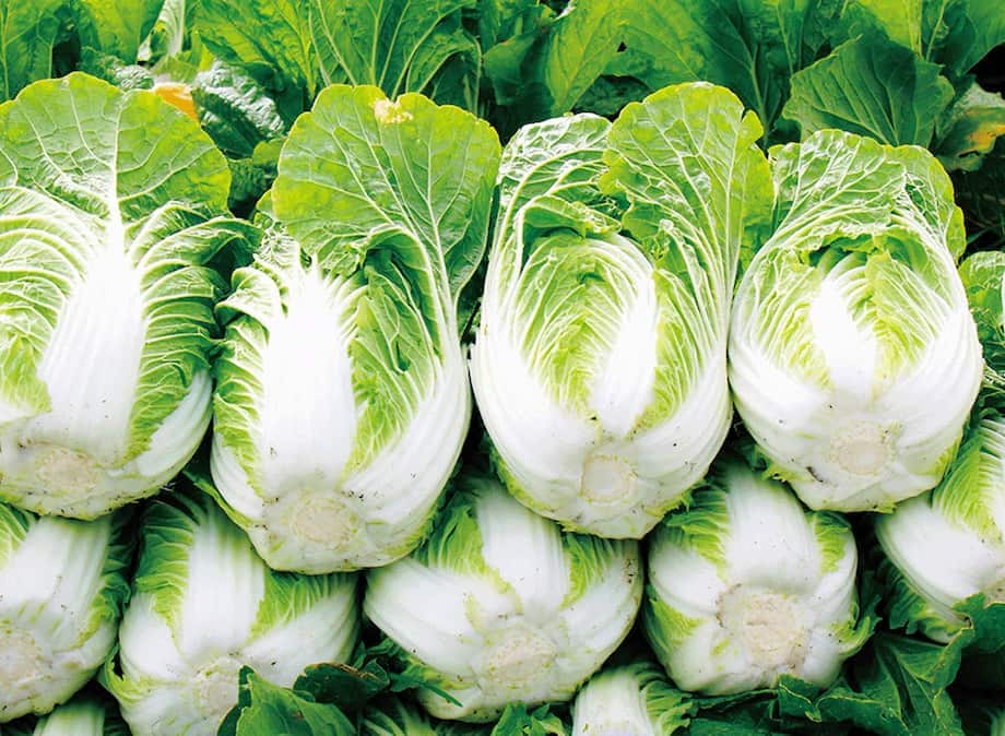 Green Napa Chinese Cabbage