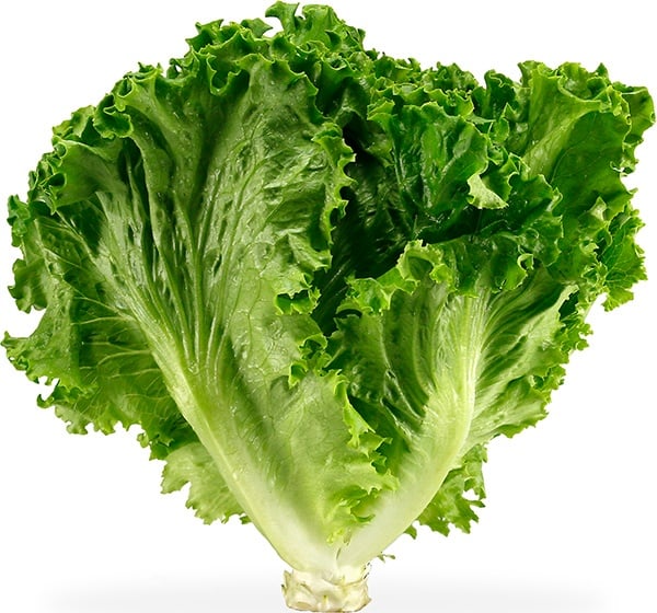 Fresh Romaine Green Lettuce