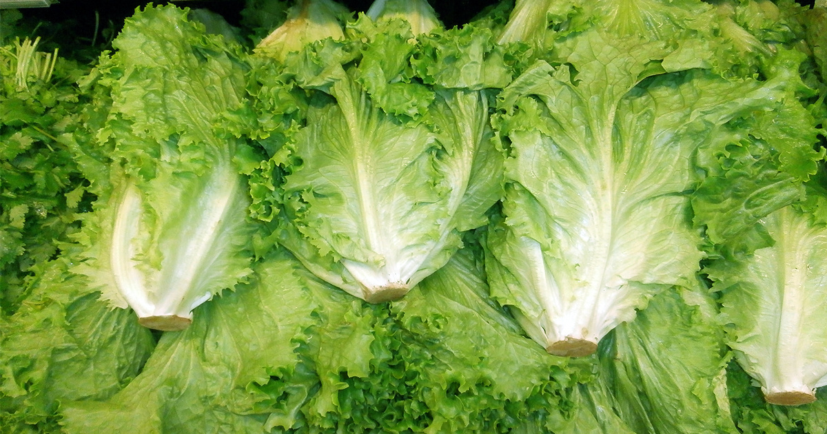 Fresh Romaine Green Lettuce