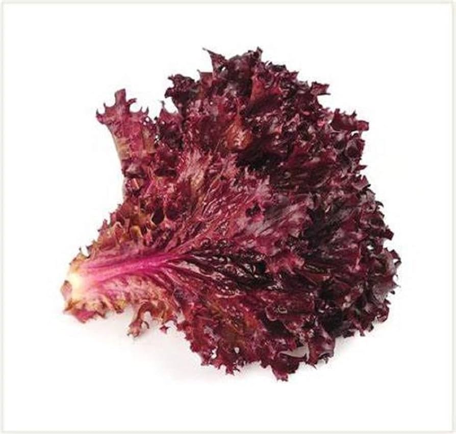 Red Lettuce