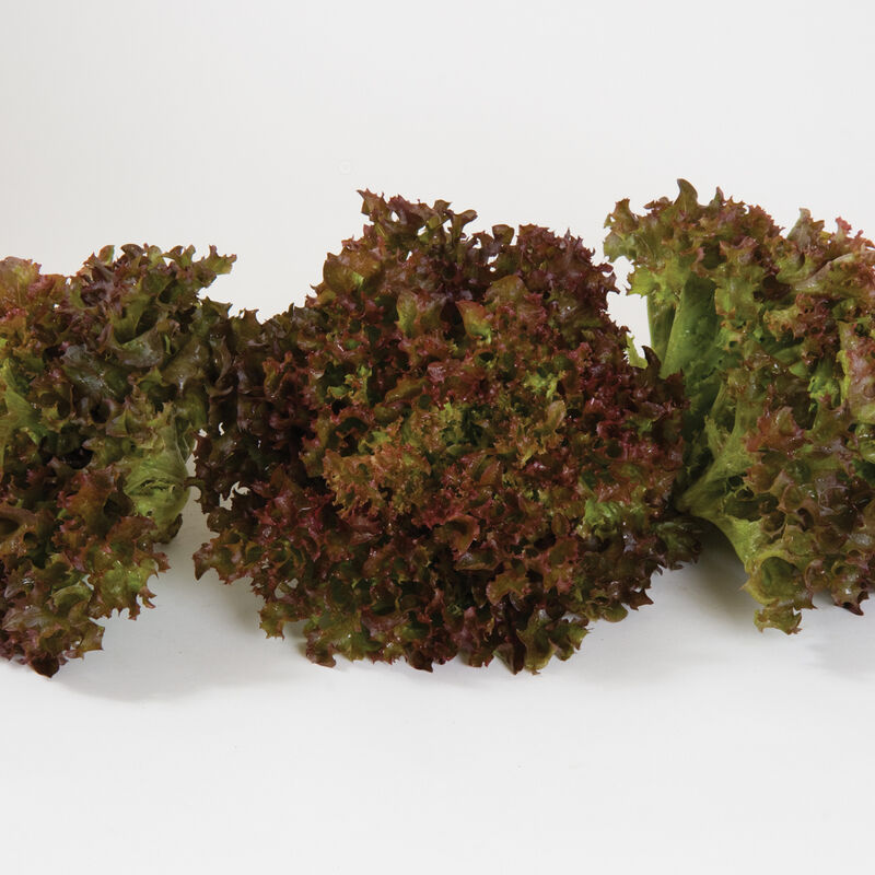 Red Lettuce