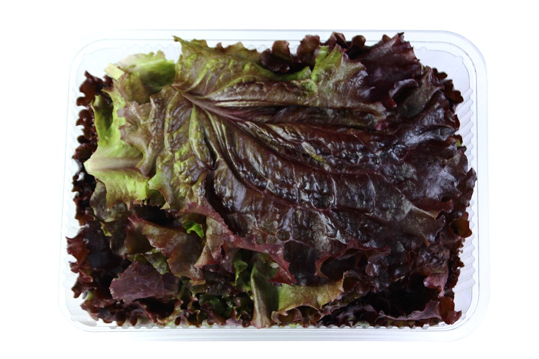 Red Lettuce
