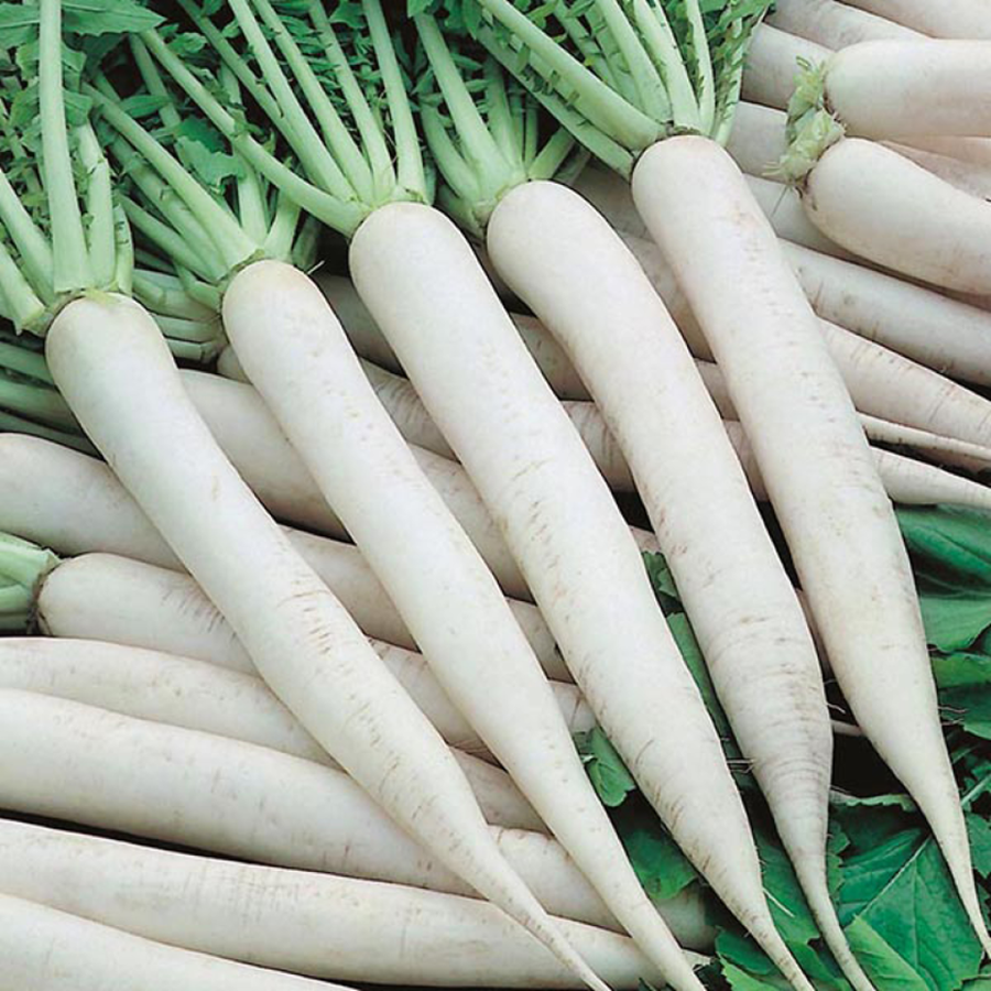 Fresh Daikon White Radishes