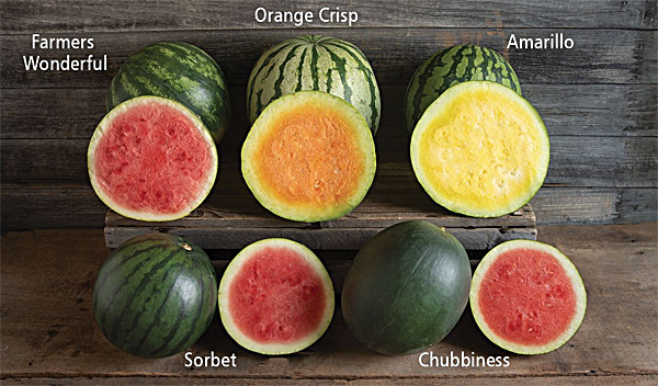Fresh Watermelon