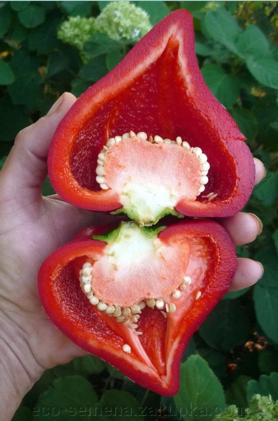 Red Sweet Gnome Hat Peppers