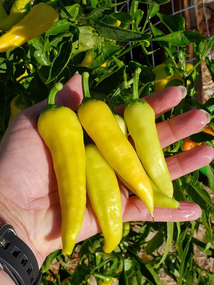 Banana Sweet Pepper - Hungarian Yellow Pepper