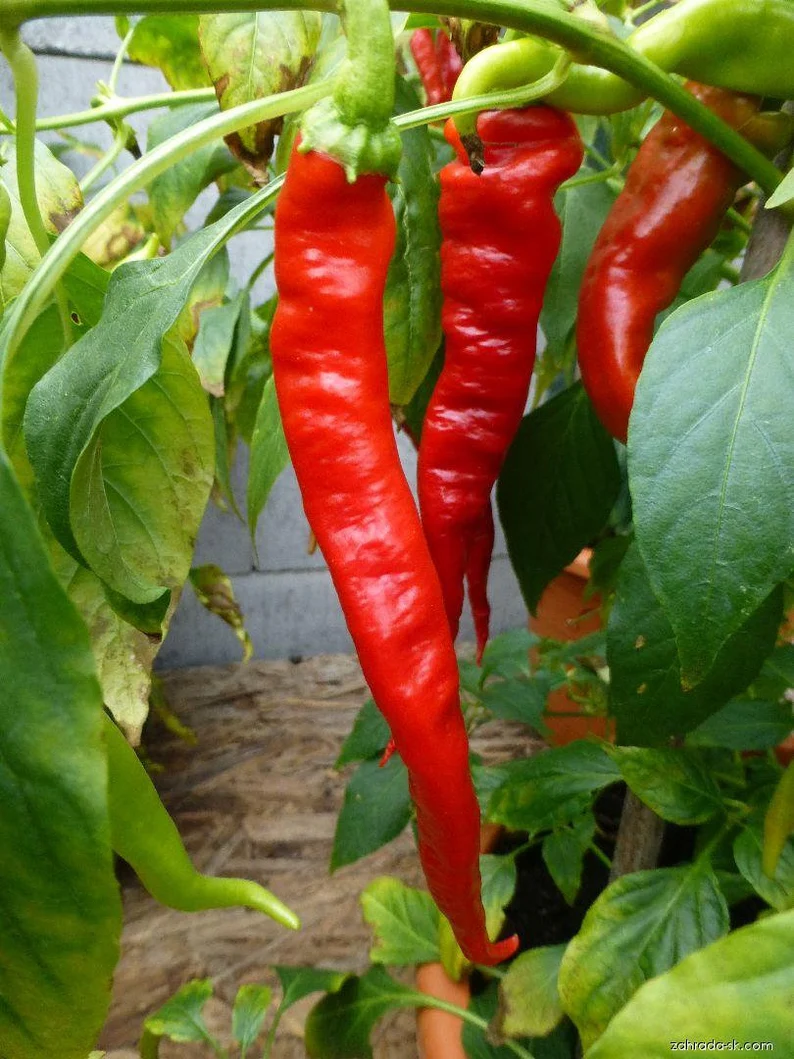 SIGARETTA DI BERGAMO- Sweet Italian Pepper