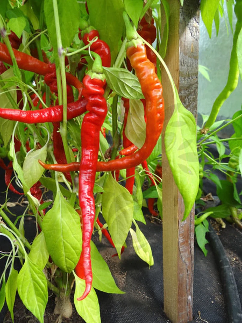 SIGARETTA DI BERGAMO- Sweet Italian Pepper