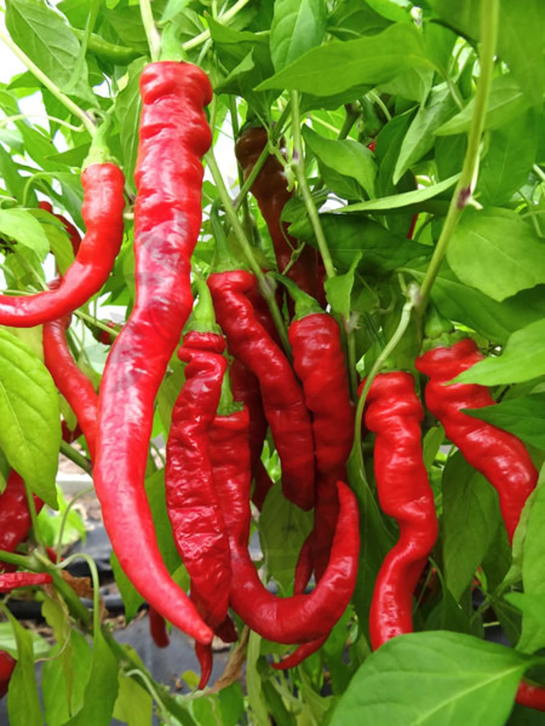 SIGARETTA DI BERGAMO- Sweet Italian Pepper