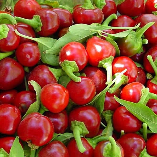 Red Cherry Peppers