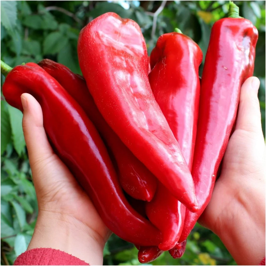 Red Paprika Pepper