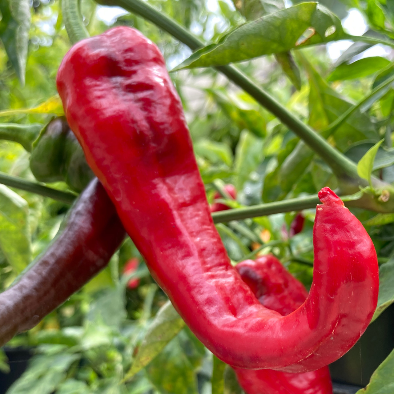Red Paprika Pepper