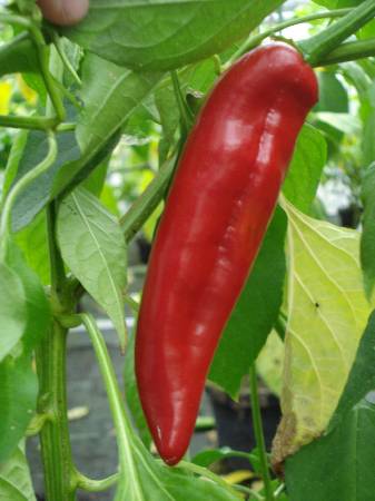 Red Anaheim Chili Pepper