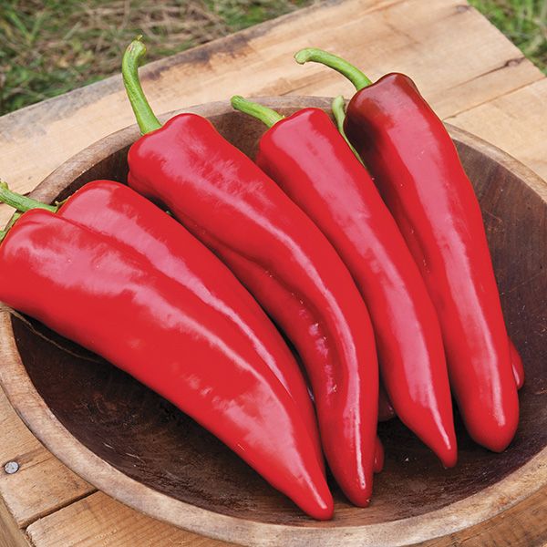 Red Anaheim Chili Pepper