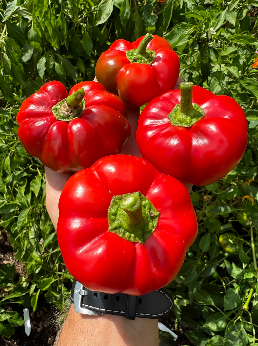 Sweet Red Ratunda Pepper