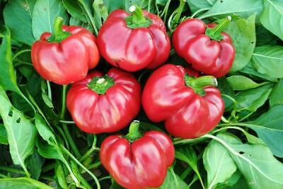 Sweet Red Ratunda Pepper