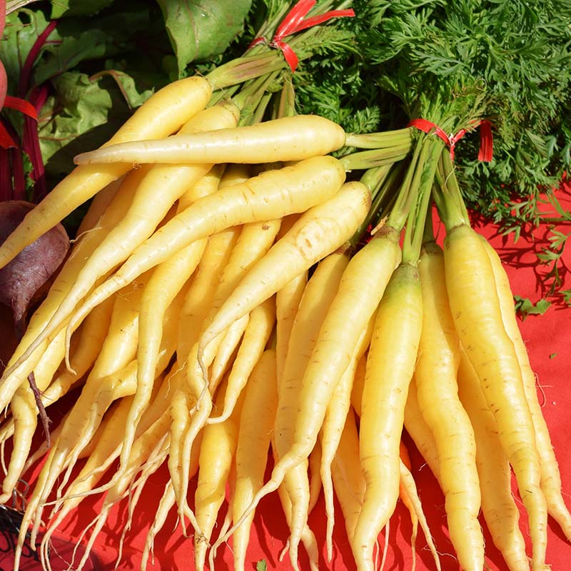 Yellow Carrots