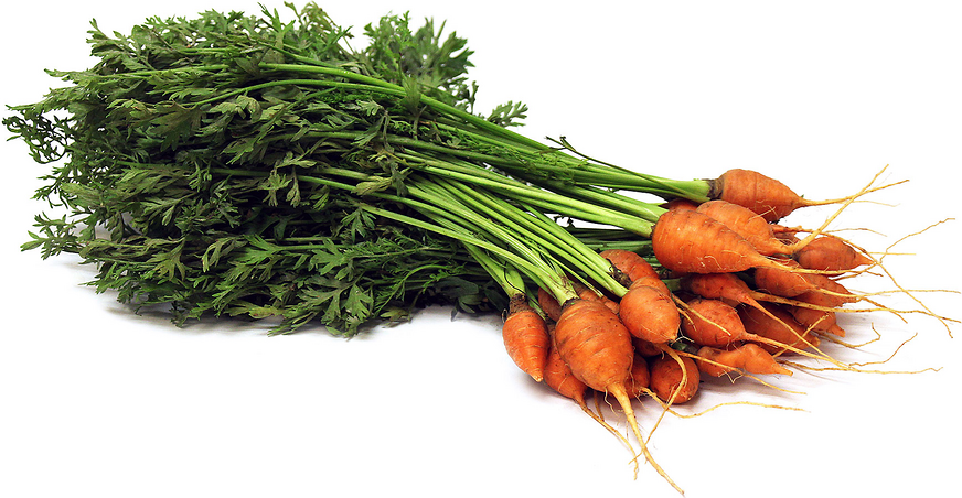 Fresh Baby Carrots