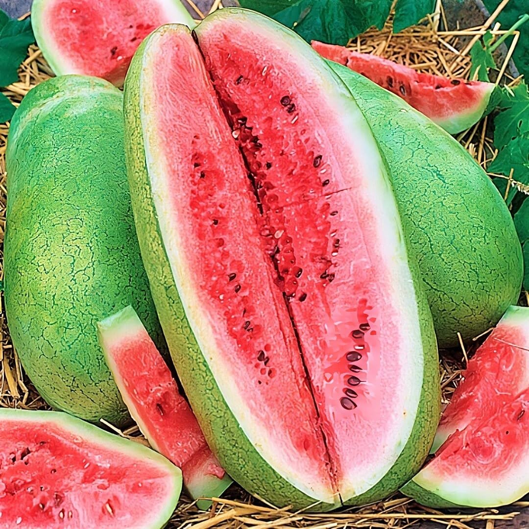 Fresh Charleston Gray Watermelon
