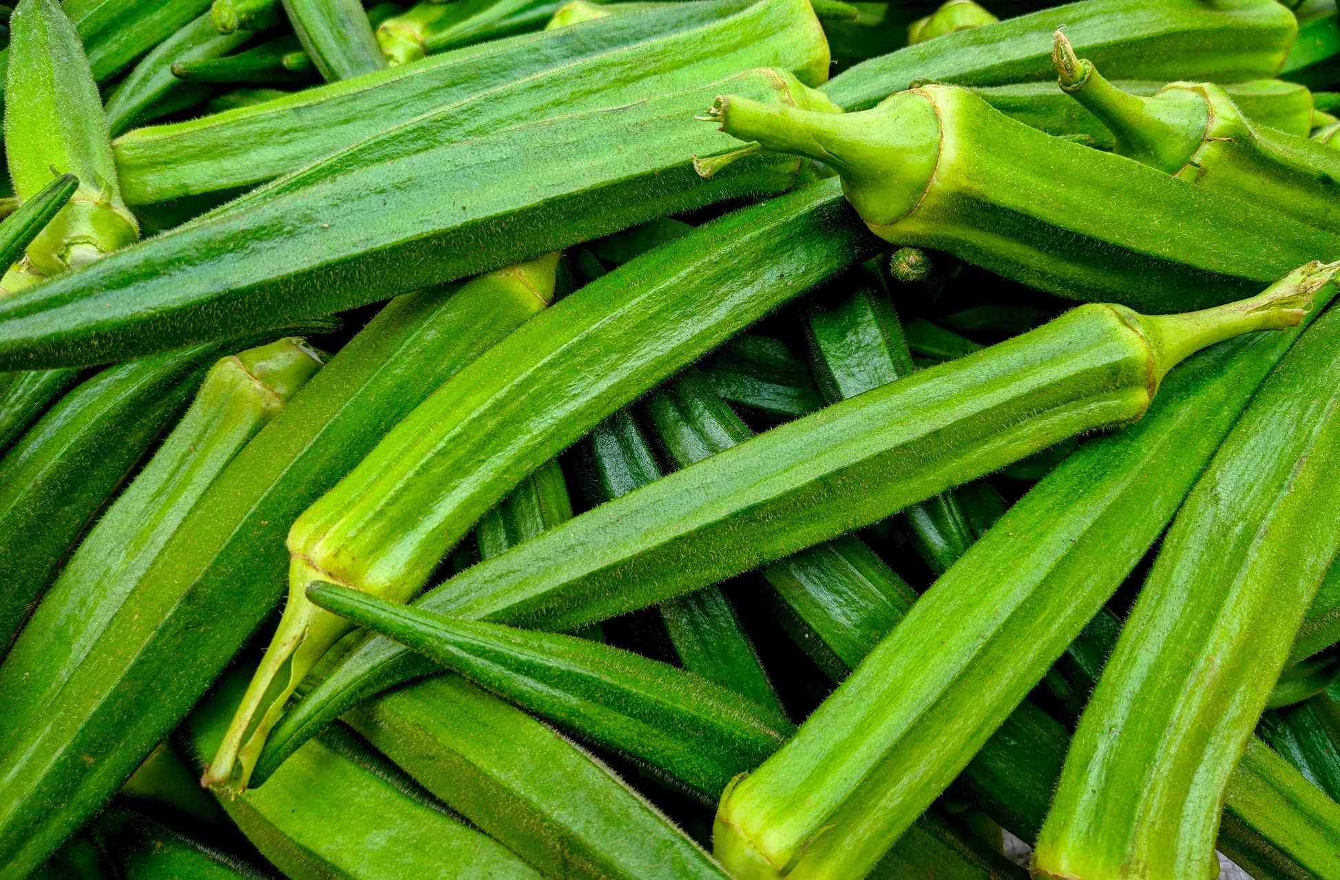 Green Velvet Okra