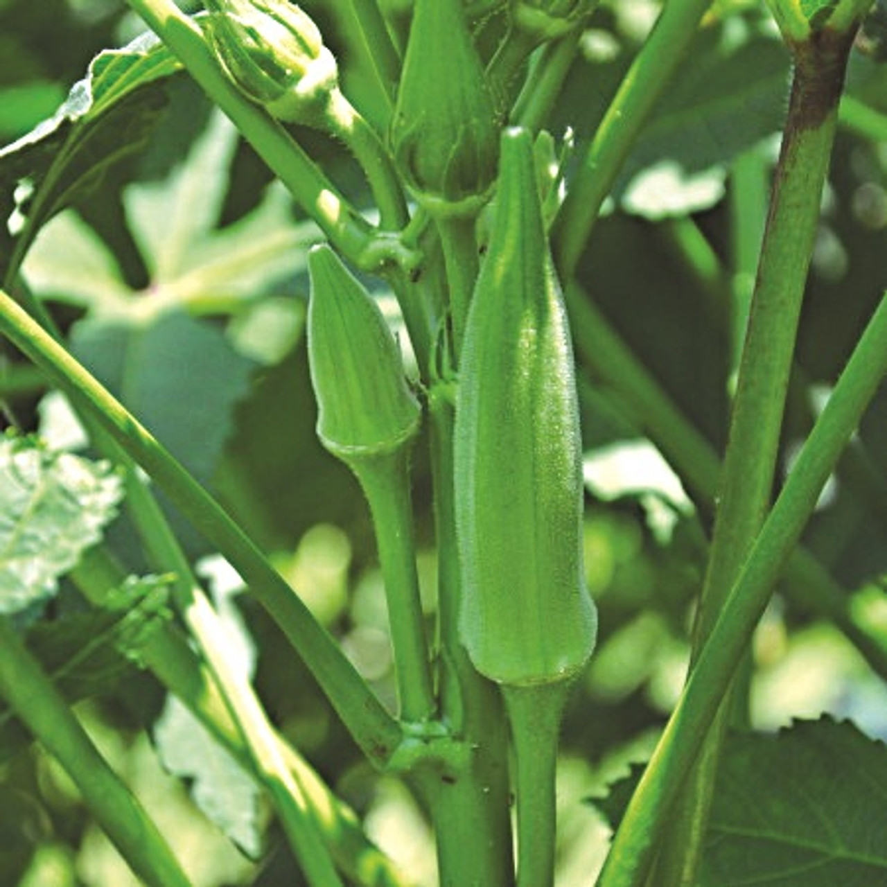 Green Velvet Okra