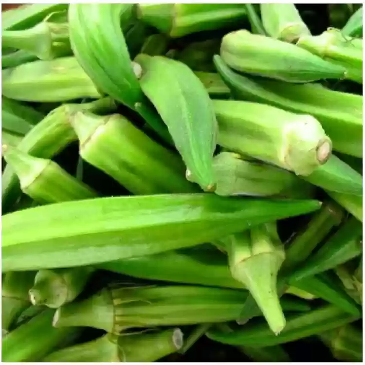 Green Velvet Okra