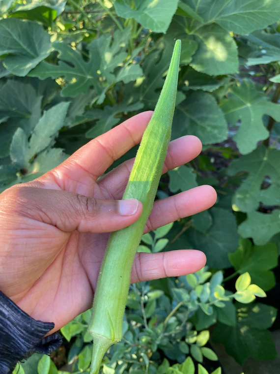 Perkins Long Pod  Okra