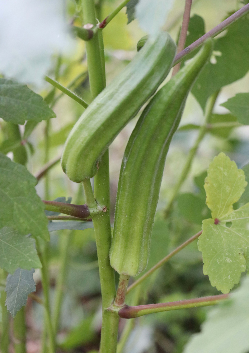 Perkins Long Pod  Okra