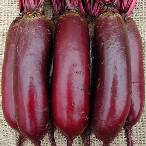 Cylinder Beetroot