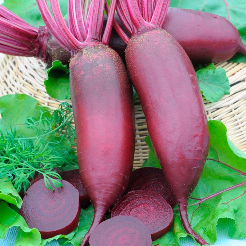 Cylinder Beetroot