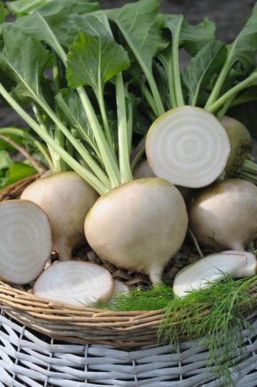 White Beetroots