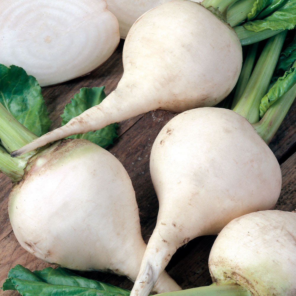 White Beetroots