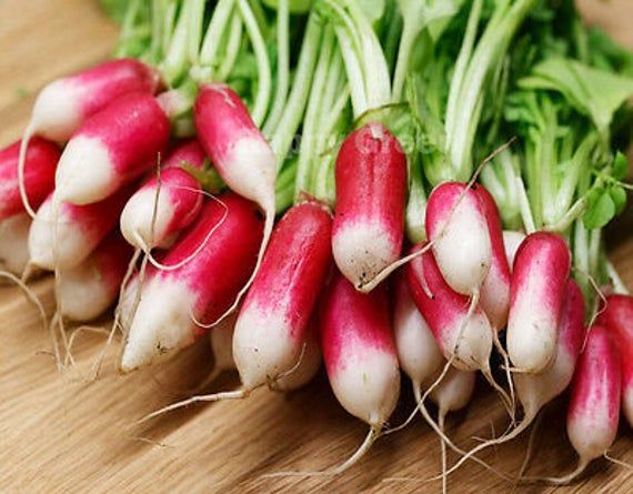 Red and white Radish