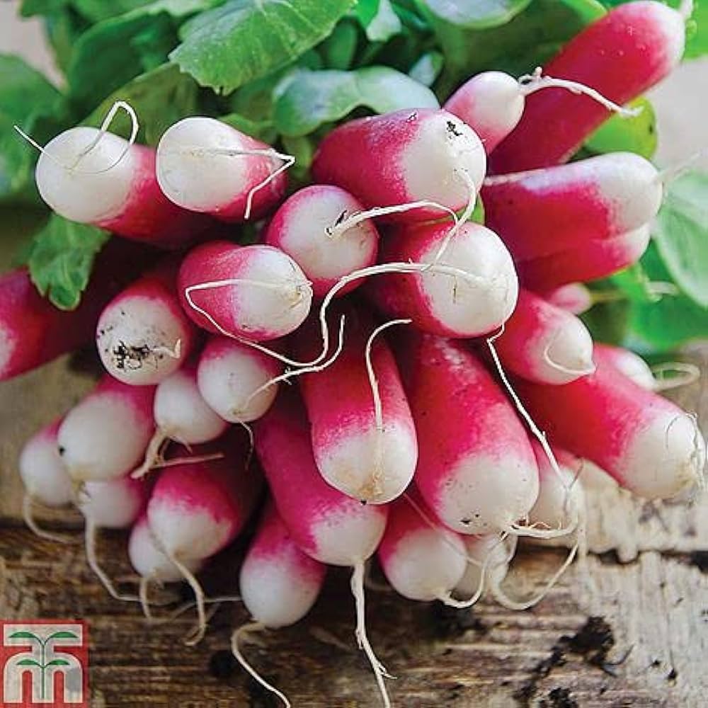 Red and white Radish