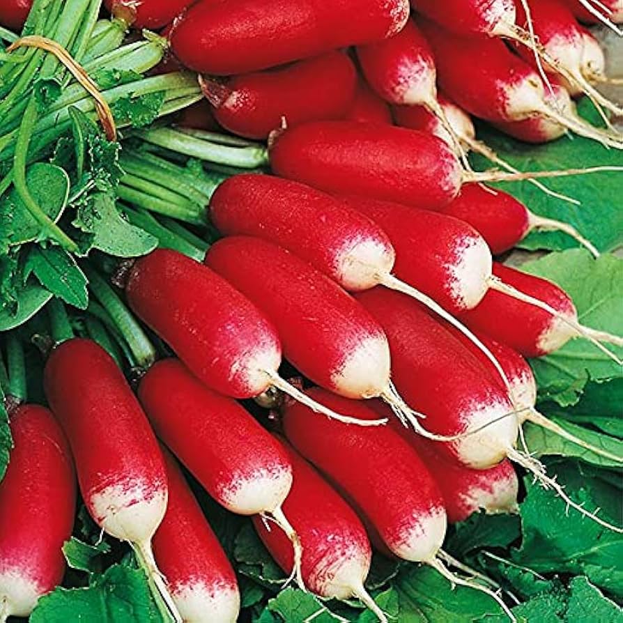 Red and white Radish