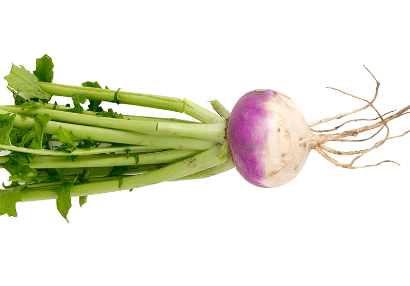 Swedish Turnip (Rutabaga)