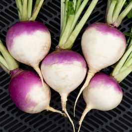 Swedish Turnip (Rutabaga)