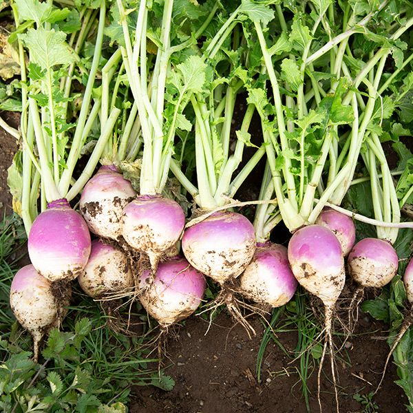 Swedish Turnip (Rutabaga)