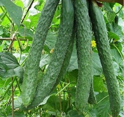 Long Chinese Cucumbers