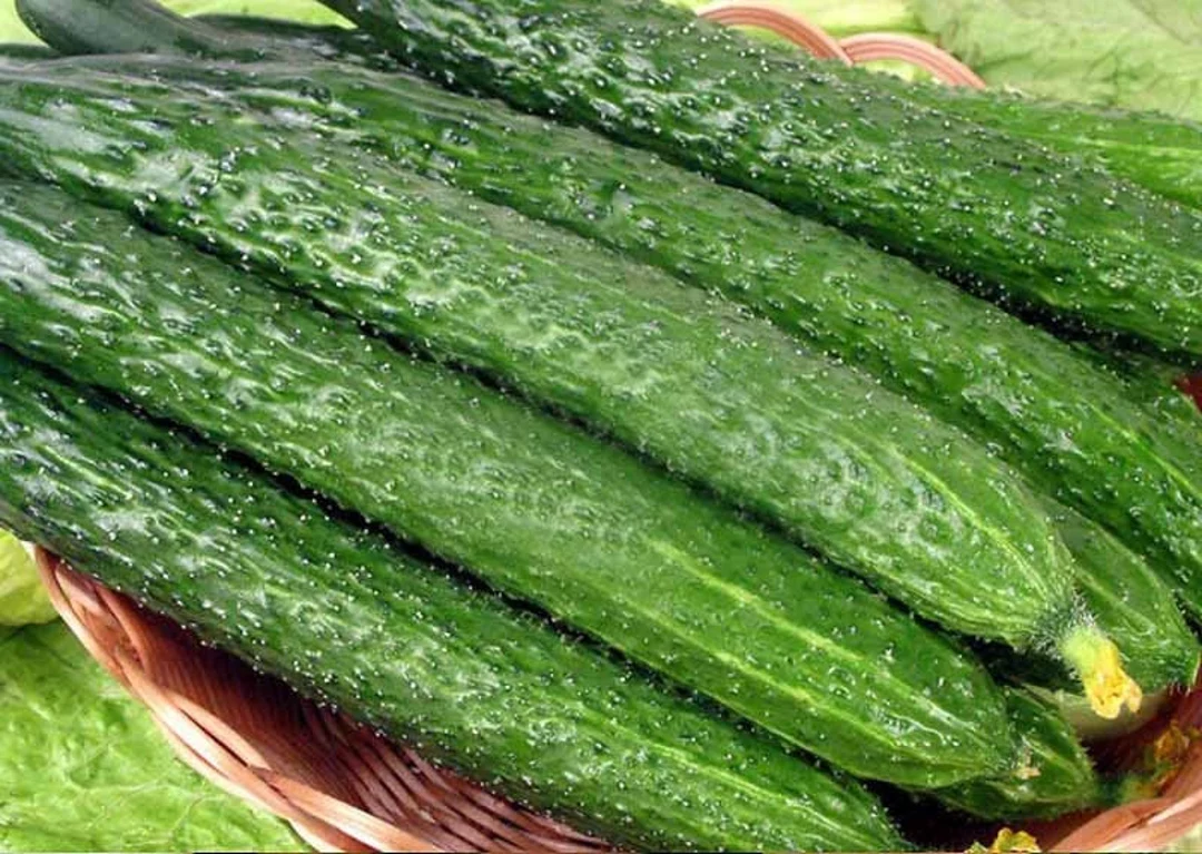 Long Chinese Cucumbers