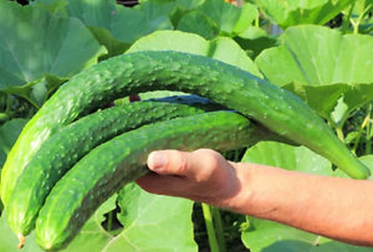 Long Chinese Cucumbers