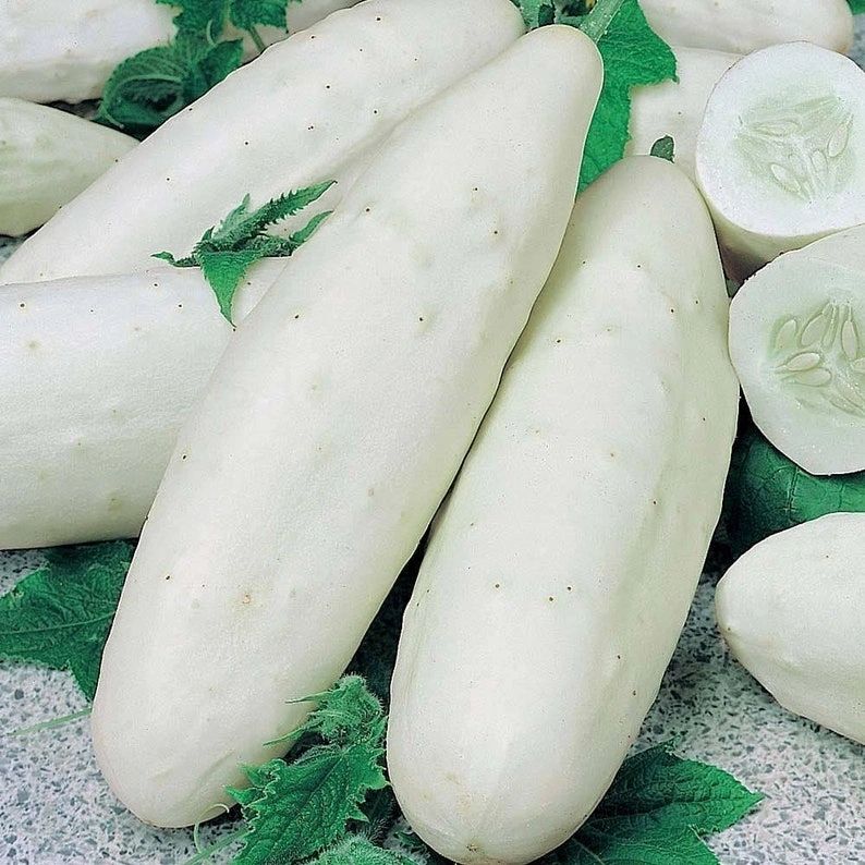 White Chinese Cucumbers